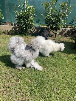 Násadové vajíčka USA hodvábničky