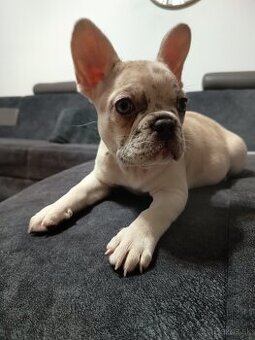 Francúzsky buldocek