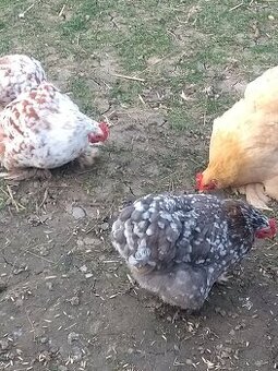 Násadové vajíčka