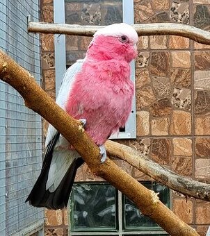 Kúpim kakadu ružový