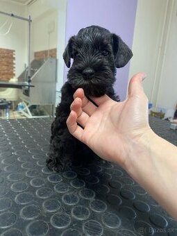 Bradač malý s rodokmeňom