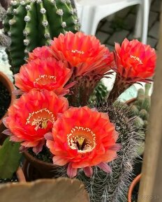 Echinopsis "Coats of many colours" kaktus