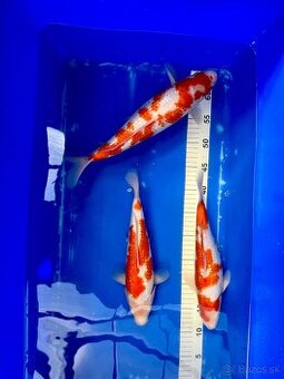Predaj KOI kaprov GIN RIN KOHAKU 30-40cm 90€