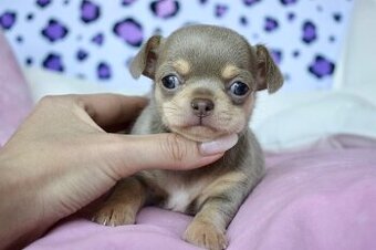 Civava s PP Fenka Lilac