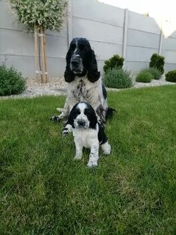 Šteniatko anglicky springer španiel