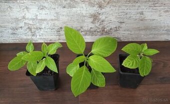 Brugmansia (Anjelské trúby) - rastlinky