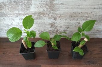 Brugmansia (Anjelské trúby) - rastlinky