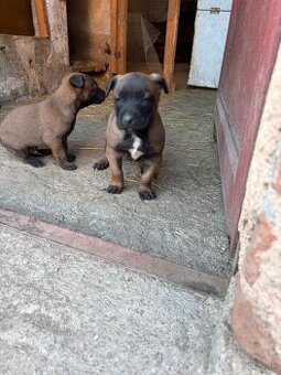 Belgický ovčiak Malinois