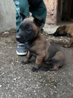 Belgický ovčiak Malinois