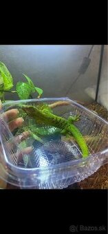 Felzuma madagaskarská  - samec