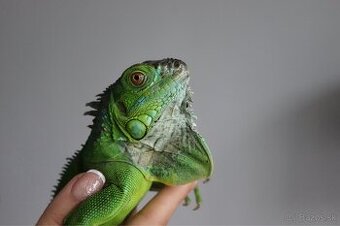 Leguán zelený