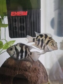 Darujem rybičky