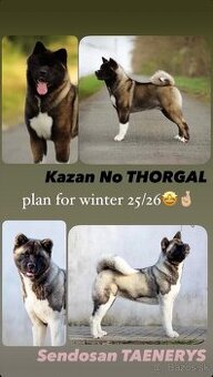 Americká akita - plánovaný vrh ,,D”