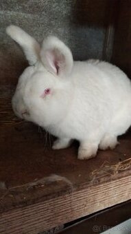 Novozélandský biely - 1