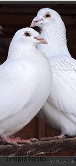 Predám biele poštové holuby