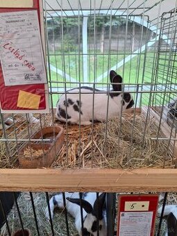 Predám české strakače