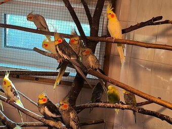 korely výstavný typ - 1