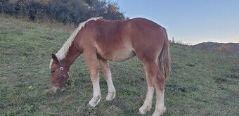 Chladnokrvný žrebec