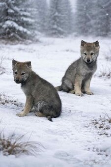 Československý vlčiak