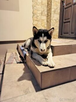 Darujem psa - Sibírsky husky (1 rok)