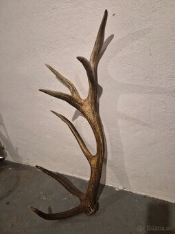 Zhod,trofeje,parožie