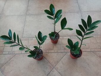 Zamiokulkas izb. Rastlina 1ks/5,50€+posta