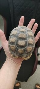 ENTROCHELYS SULCATA