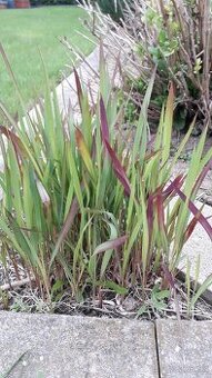 RED BARÓN IMPERATA (Červený barón), okrasná tráva.