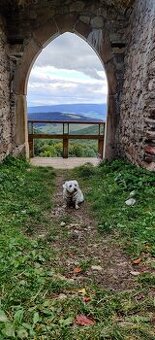 Stráženie a venčenie psíkov – spoľahlivo a s láskou