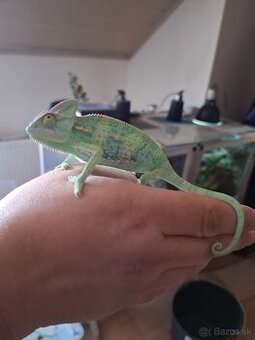Chameleón jemensky