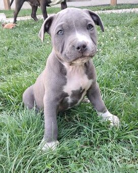 Šteniatka - Americký stafordšírsky teriér (Amstaff, Staford)
