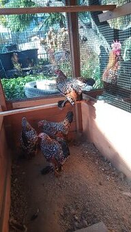 Milfler zlatý porcelán