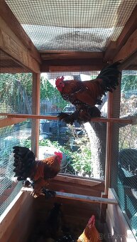 Milfler zlatý porcelán