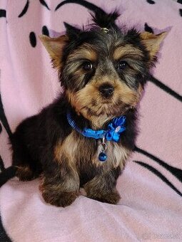 Yorkshirsky teriér, York, Jork