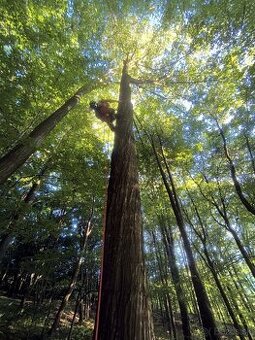 Výrub stromov - Košice a okolie | rizikové&výškové-bezpečne