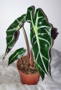 Alocasia amazonica - izbové rastliny - 1