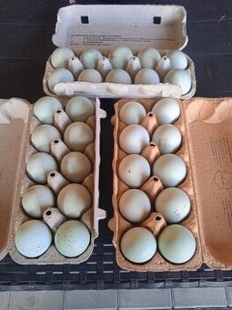Araucana