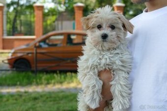 Maltipoo