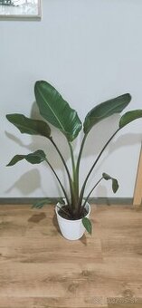 Strelicia nicolay 130cm