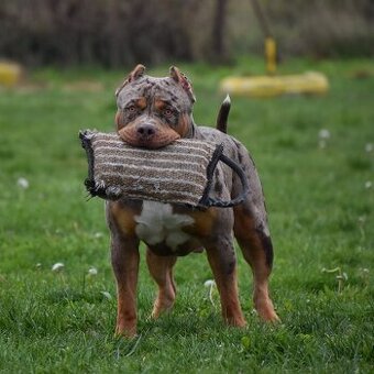 American bully xl krytie