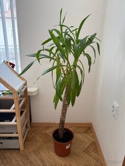 Juka - Yucca gigantea