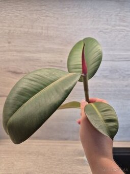Ficus elastica "Robusta" - kaučukovník 🌱