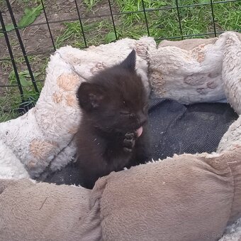 Darujem máciatka 😺