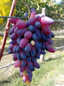 Predám kontajnerované sadenice viniča v ponuke cez 30 odrôd