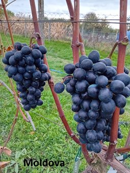 Predám kontajnerované sadenice viniča v ponuke cez 30 odrôd
