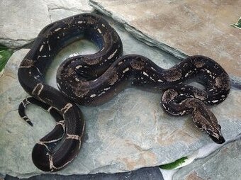 Boa imperator - Anery, Motley, IMG 50% het Sharp Albino