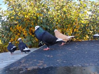 Slovenský hrvoliak čierny a žlty