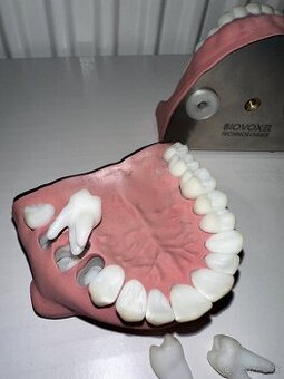 BioVoxel Typodont Čelusť