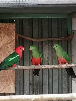 Papagáj kráľovský