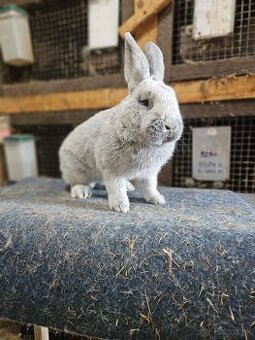 Predám králiky veľký svetlý strieborný